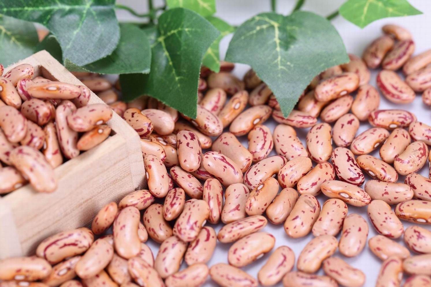  LONG SHAPE LIGHT SPECKLED KIDNEY BEANS