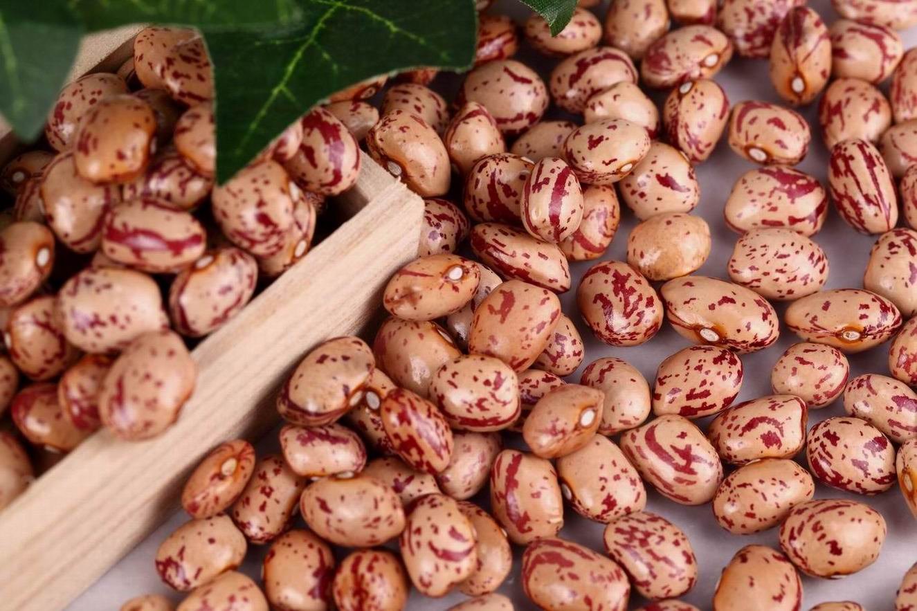  ROUND SHAPE LIGHT SPECKLED KIDNEY BEANS