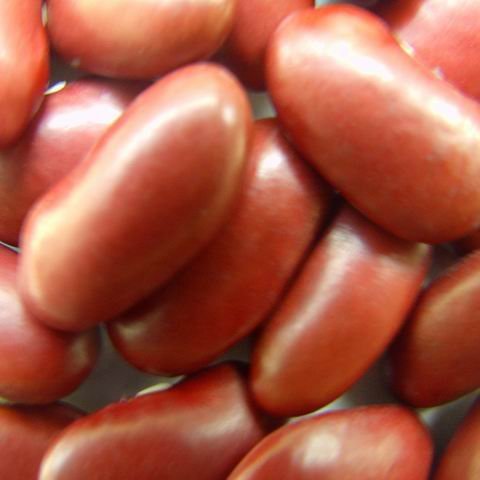 British red kb 1.jpg