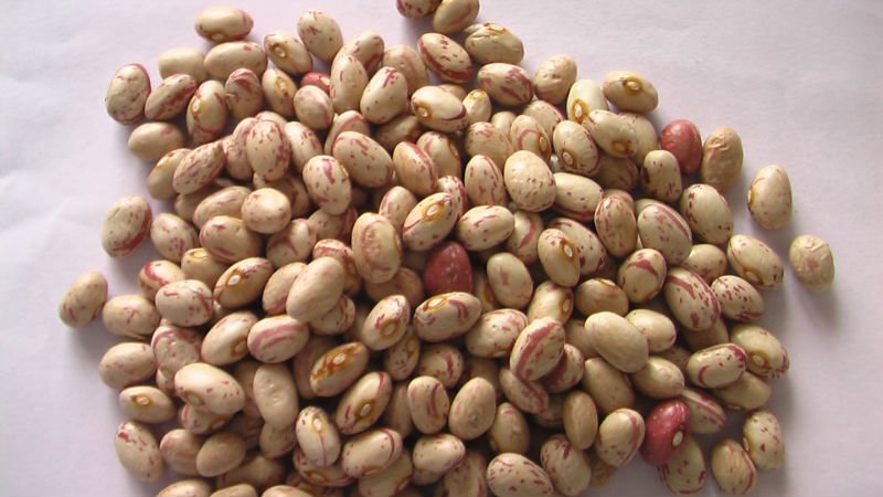  kidney bean