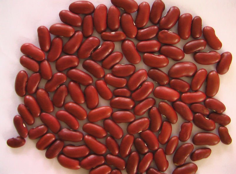 Britain red kidney bean