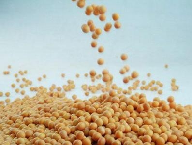 Soybean.jpg