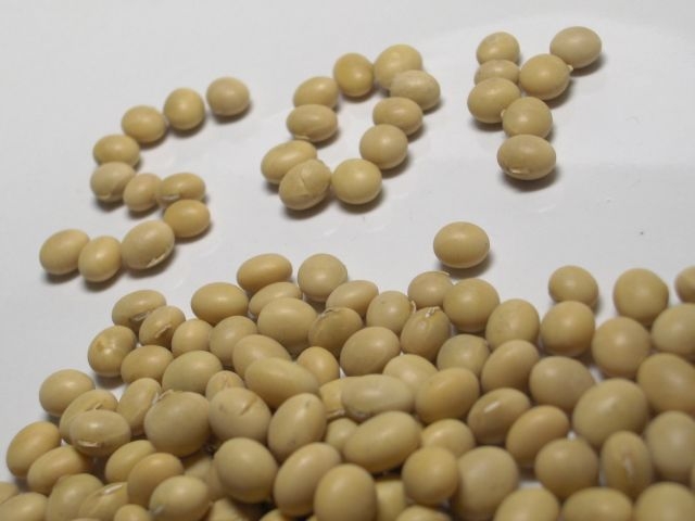 soybean1.jpg