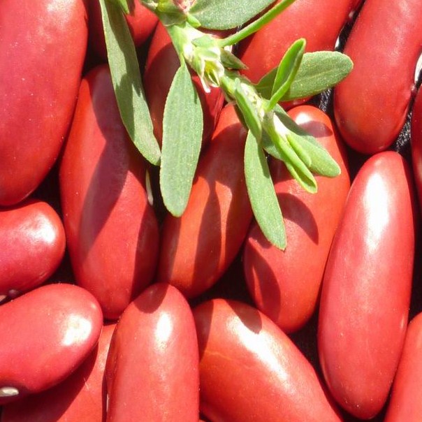 red kidney bean(1).JPG
