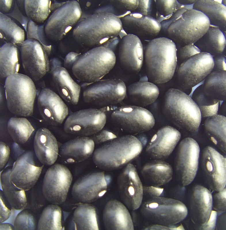 black kidney bean