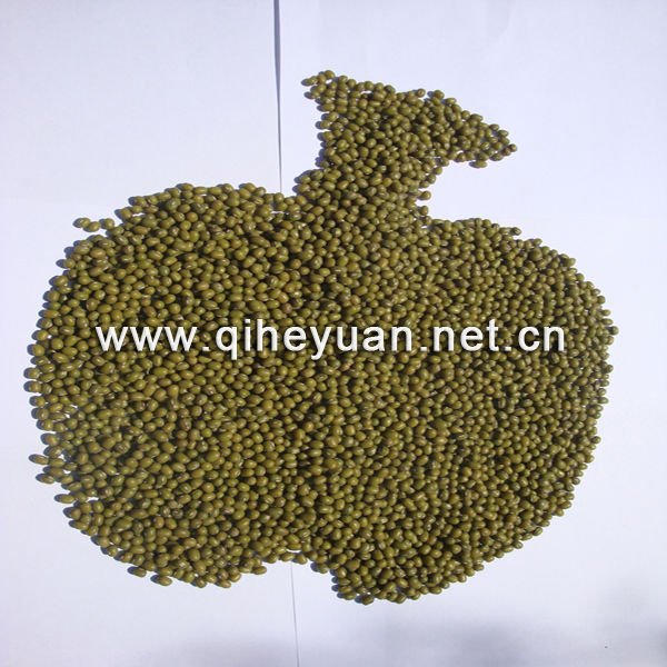 Sprouting mung bean .jpg