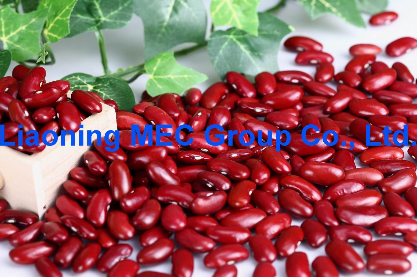  DARK RED KIDNEY BEANS