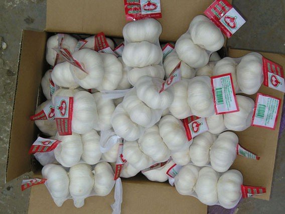 489386_garlic-002-_conew1