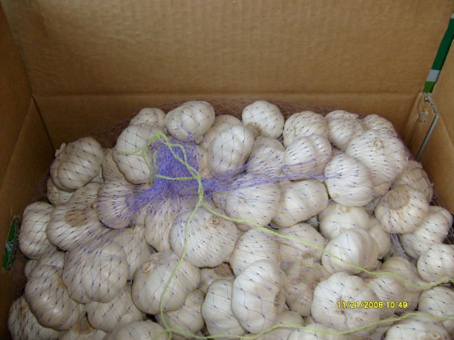 pure white garlic in box 