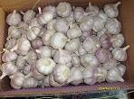 normal white garlic