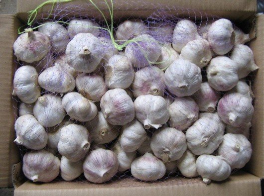 10kg carton  normal white 5