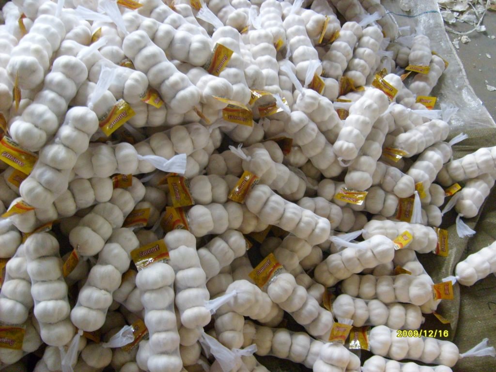 garlic002-1-1