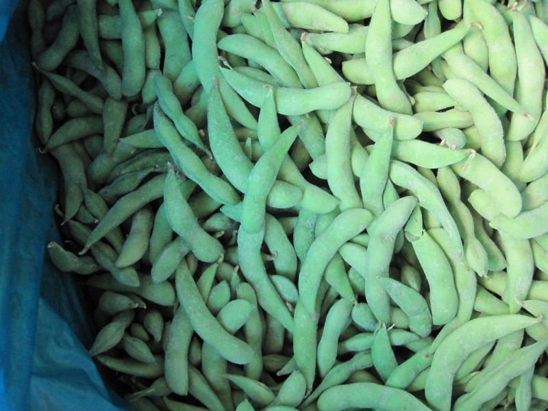soy bean 4.JPG