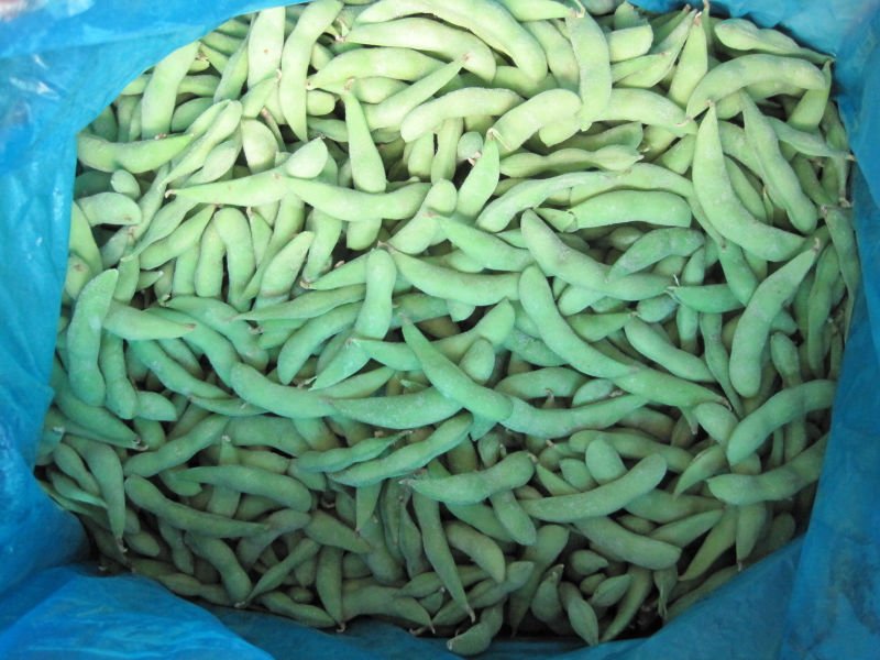 soybean 1.JPG
