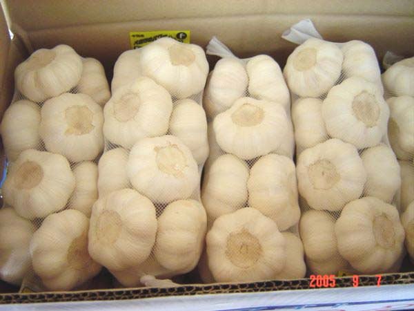 1KG GARLIC.jpg