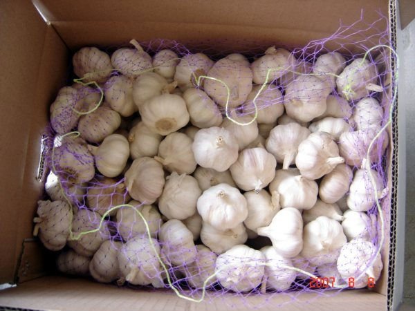 normal white garlic 10kgs_3667.jpg