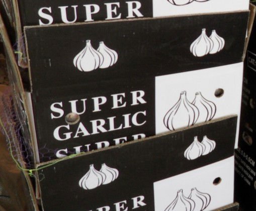 garlic1