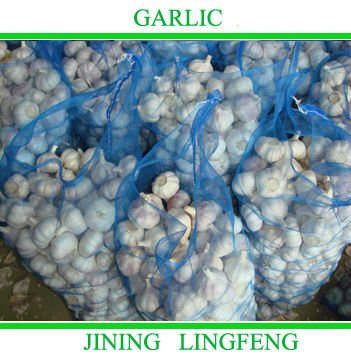 garlic8