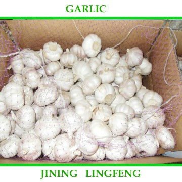 garlic4_conew1