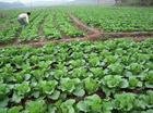 cabbage3