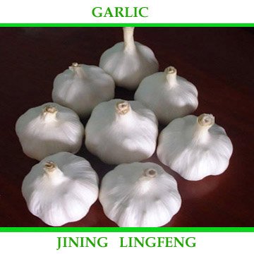 garlic4.jpg