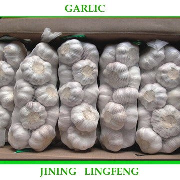 garlic3.jpg