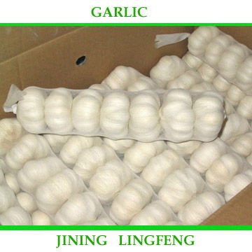 garlic7