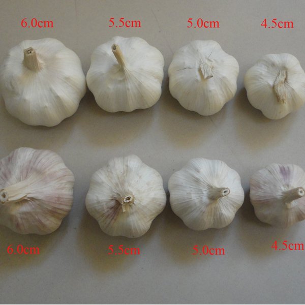 China-Fresh-Garlic-White-Seeds-4-5-6-0cm