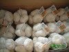 fresh_garlic_summ00.jpg