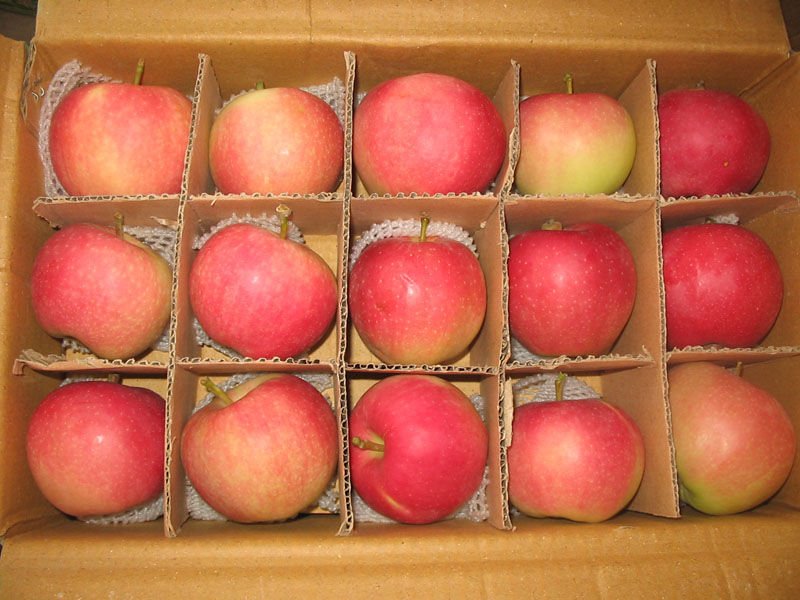 gala apple.jpg