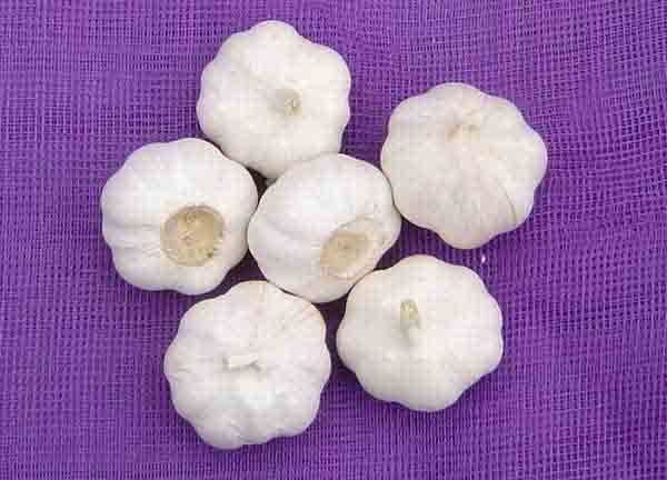 pure garlic-2