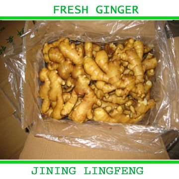 GINGER12.jpg