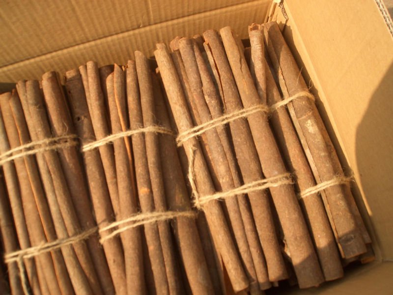 cassia tube.JPG