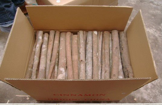 CASSIA TUBE.jpg