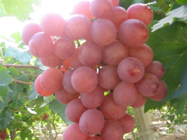 200951791731343.jpg