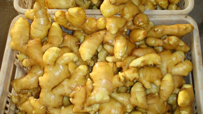 Competitive-Price-New-Fresh-Ginger1.jpg