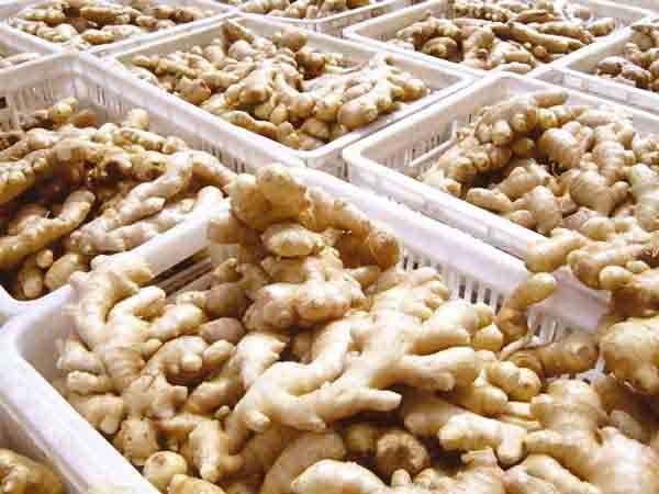 ginger2