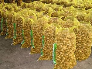 fresh ginger in 20kg mesh bag