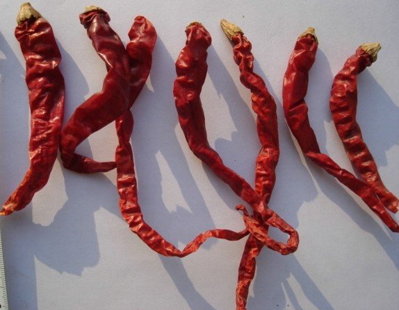 xian chilli .JPG