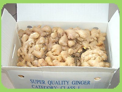 ginger 9.jpg