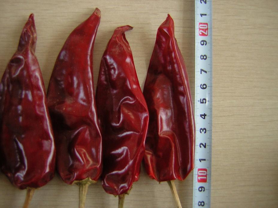 yidu 10cm-2.JPG