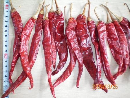 jintiao chili with stem\'