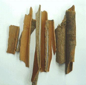 cassia