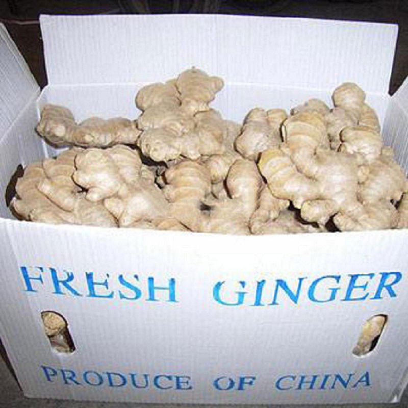 ginger-11