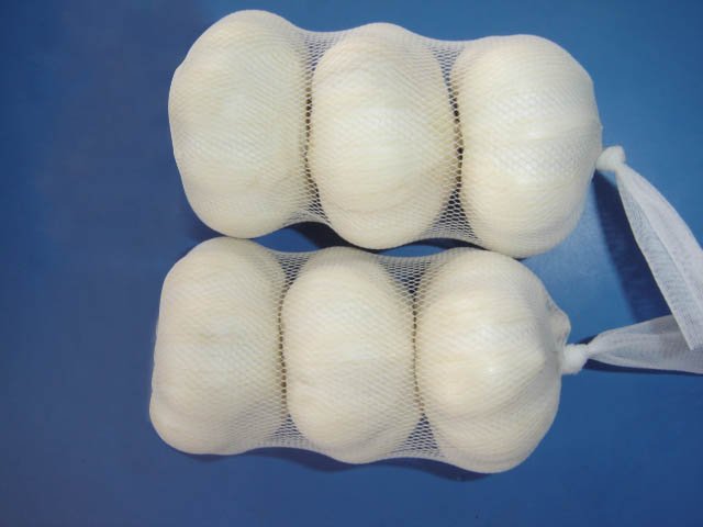 5.5cm pure white garlic