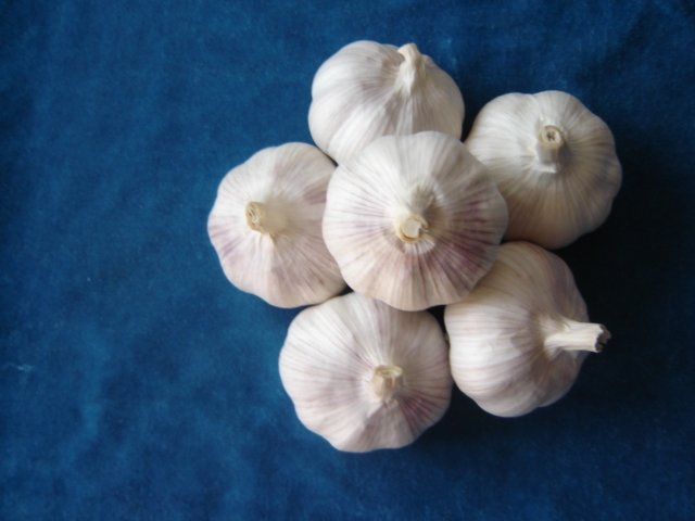 5.0CM normalo white garlic.JPG