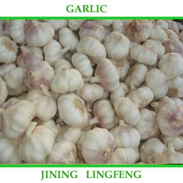 garlic6.jpg