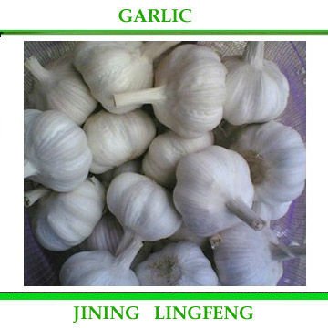 garlic20.jpg