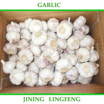 garlic5.jpg
