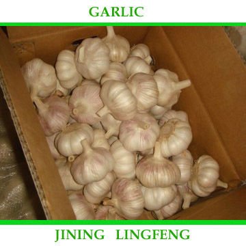 garlic2.jpg